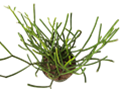 Pencil Cactus